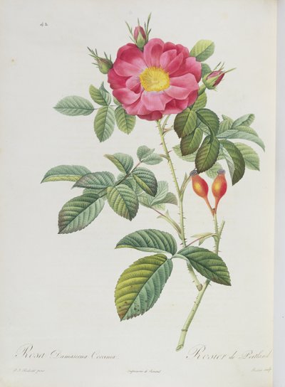 Rosa Damascena, from 